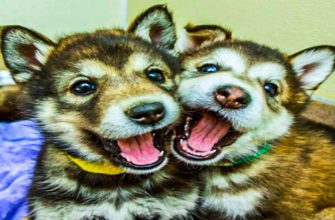 Собаки друзья — 20 милых фото обнимающихся собачек