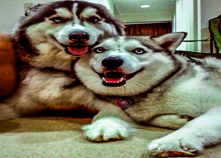 фото обнимающихся собак - 111