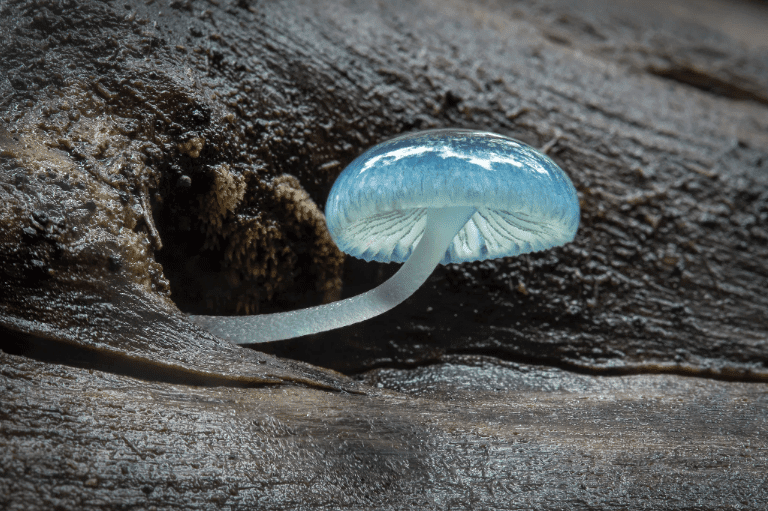 Морской грибок — редкий вид грибов