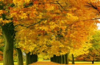 Почему деревья сбрасывают листья осенью.